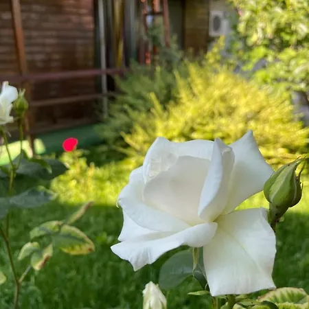 La Famiglia * エフォリエ・ノルド