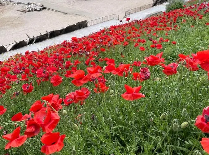 La Famiglia * אפורי נורד