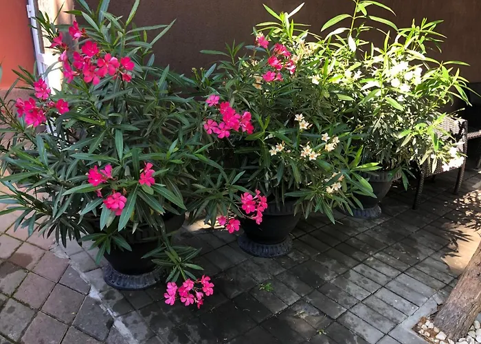 La Famiglia אפורי נורד