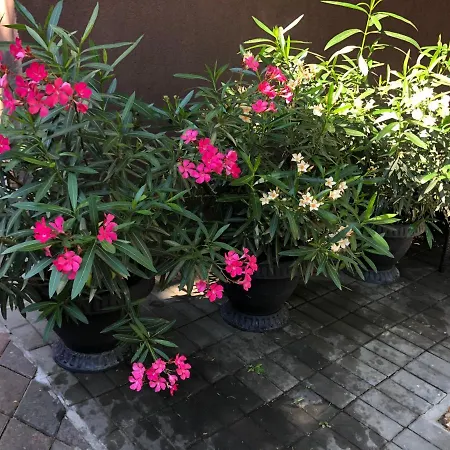 La Famiglia Eforie Nord