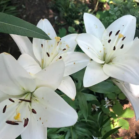 Kwatera prywatna La Famiglia Eforie Nord