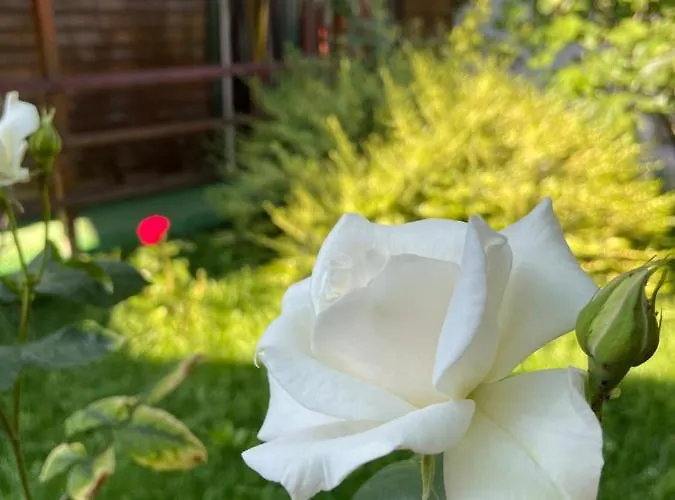 La Famiglia * Eforie Nord