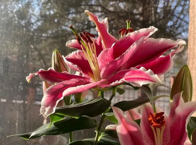 Pansiyon La Famiglia Eforie Nord