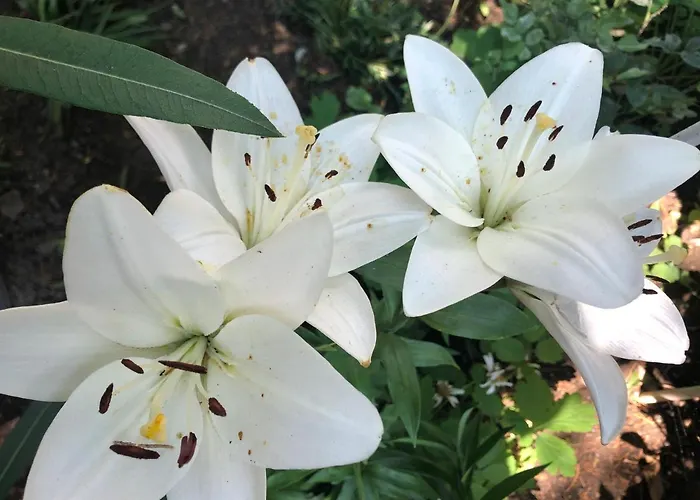 Pansiyon La Famiglia Eforie Nord